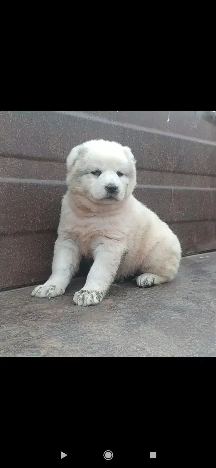 آلابای گارد نگهبان|حیوانات|بابل, |دیوار