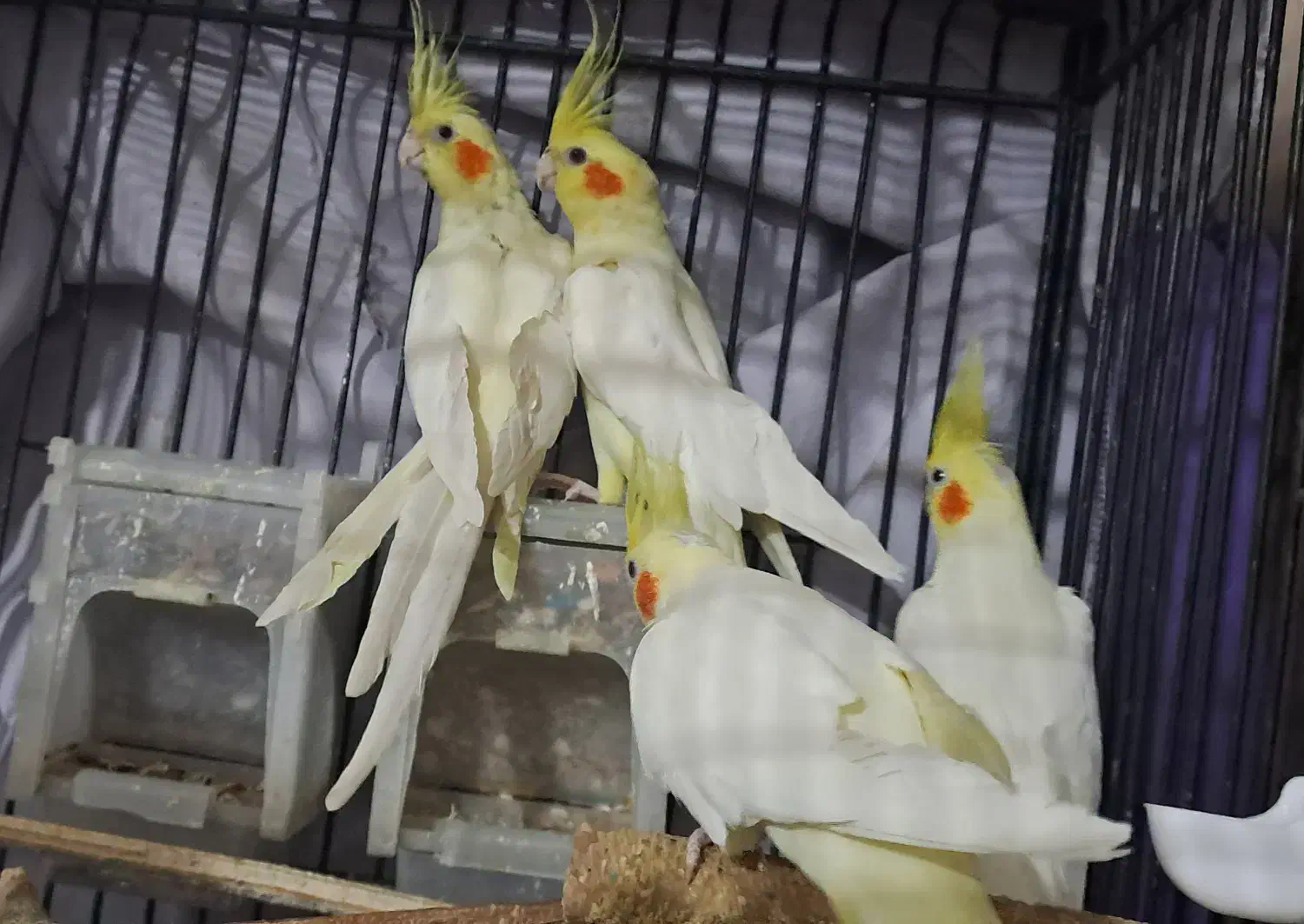 عروس هلندی|پرنده|فردیس, شهرک ناز|دیوار