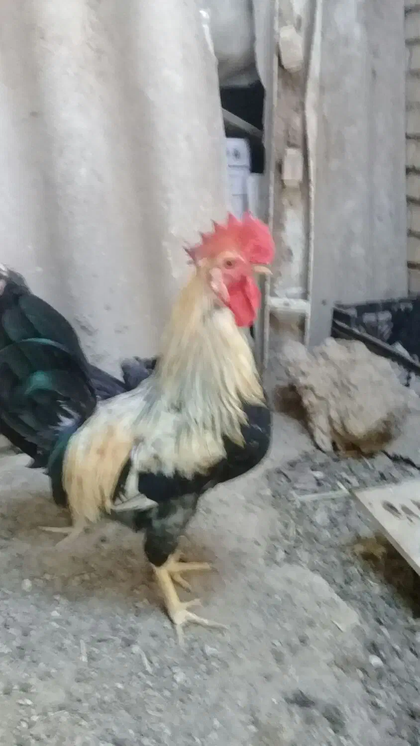 خروس عربی|حیوانات مزرعه|خرمشهر, |دیوار