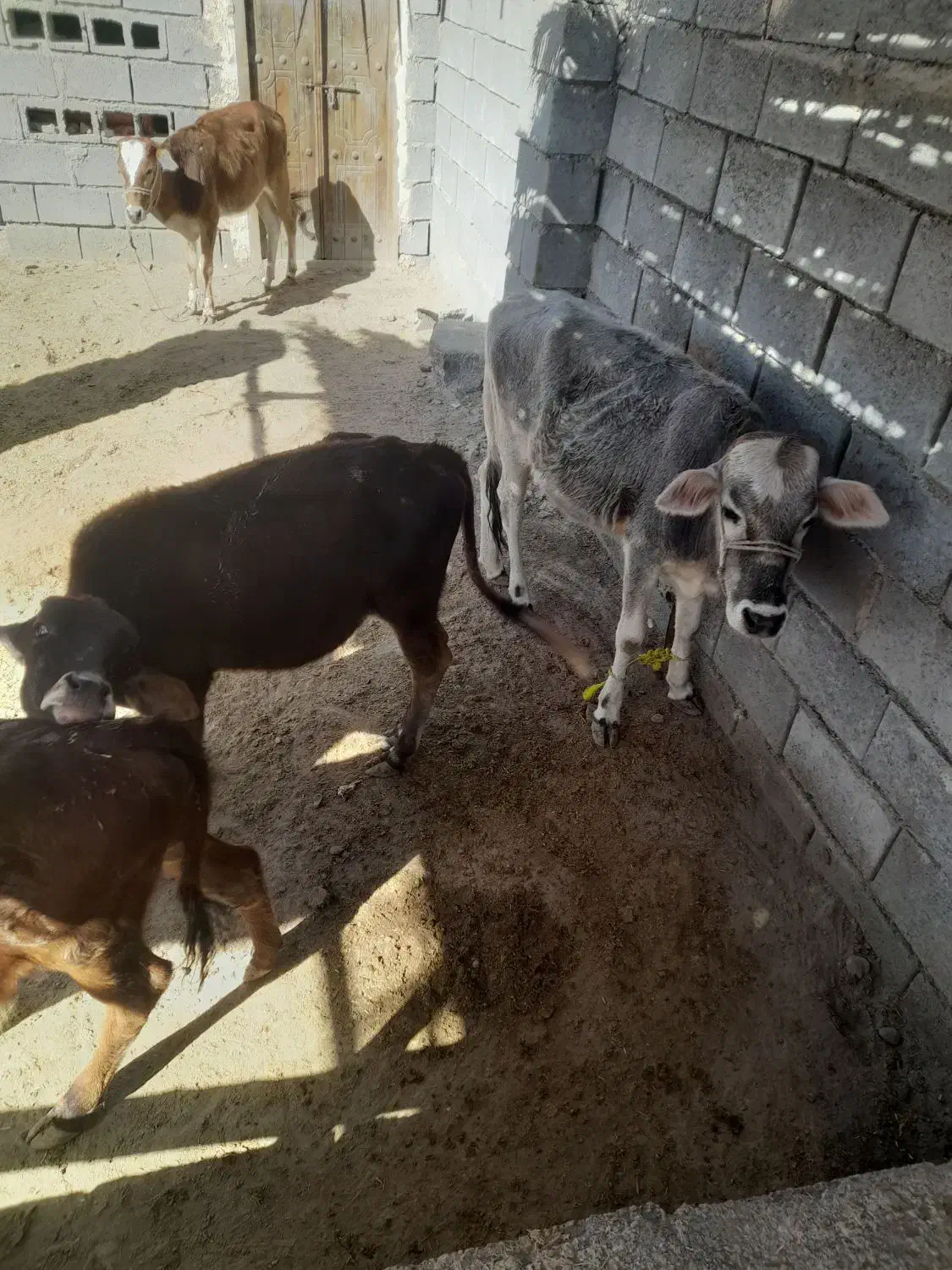 گوساله فروشی|حیوانات مزرعه|میناب, |دیوار