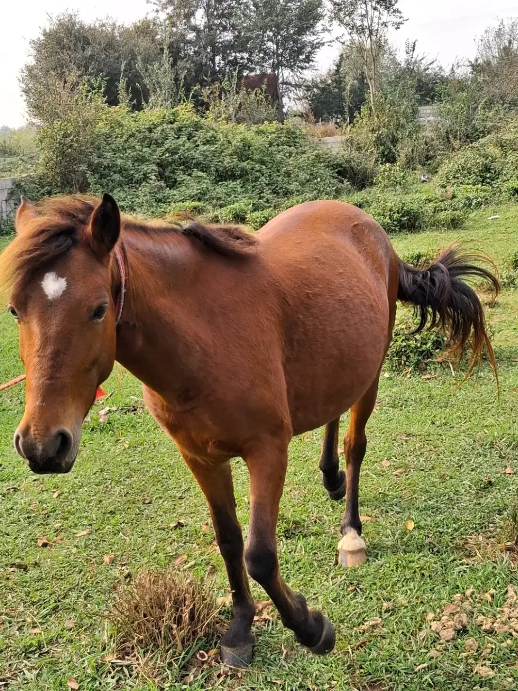 فروش مادیان ارام وخاموش|اسب و تجهیزات اسب‌سواری|لاهیجان, بازکیاگوراب|دیوار