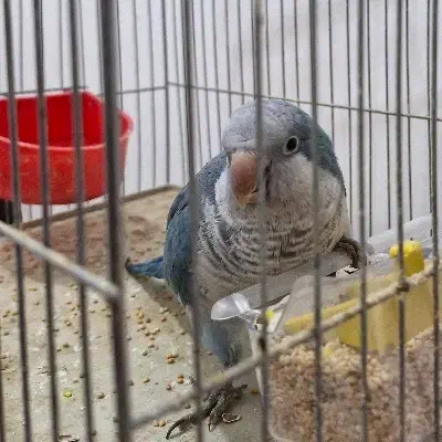 راهب اهلی|پرنده|ارومیه, |دیوار