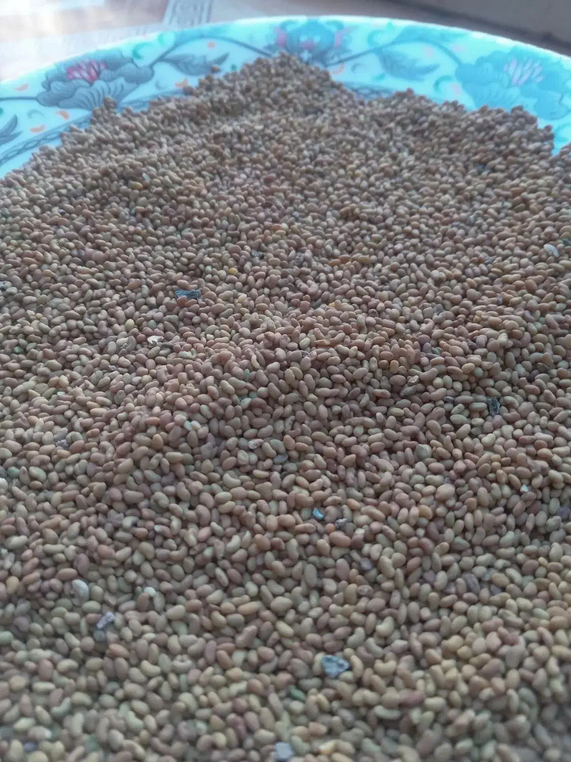 واردات بذر یونجه رنجر آمریکایی|خدمات باغبانی و درختکاری|اردبیل, |دیوار