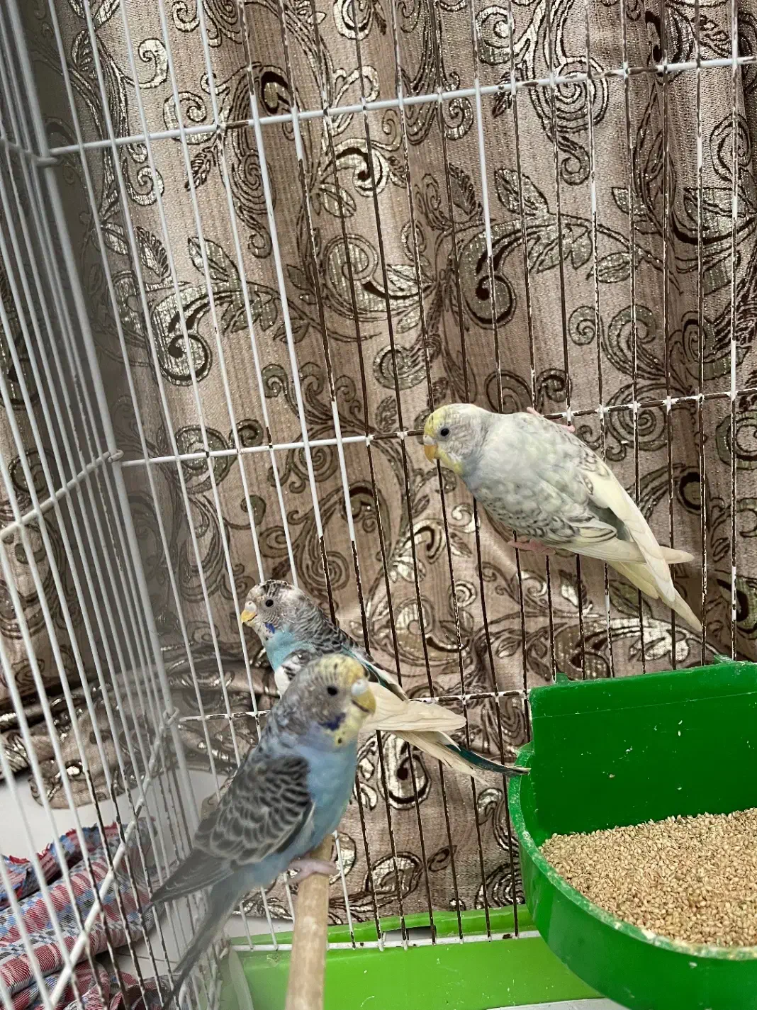 مرغ عشق جوان|پرنده|رشت, استادسرا|دیوار