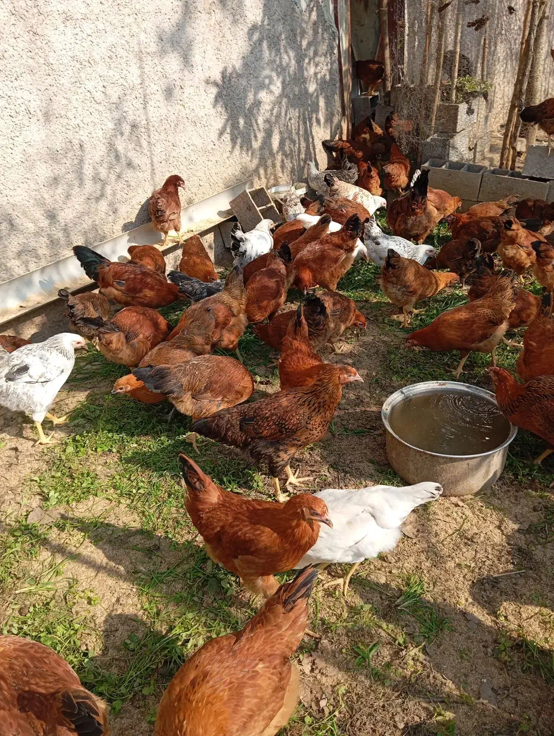 جوجه گلپایگان سالم چهار ماهه|حیوانات مزرعه|لاهیجان, کوی زمانی|دیوار