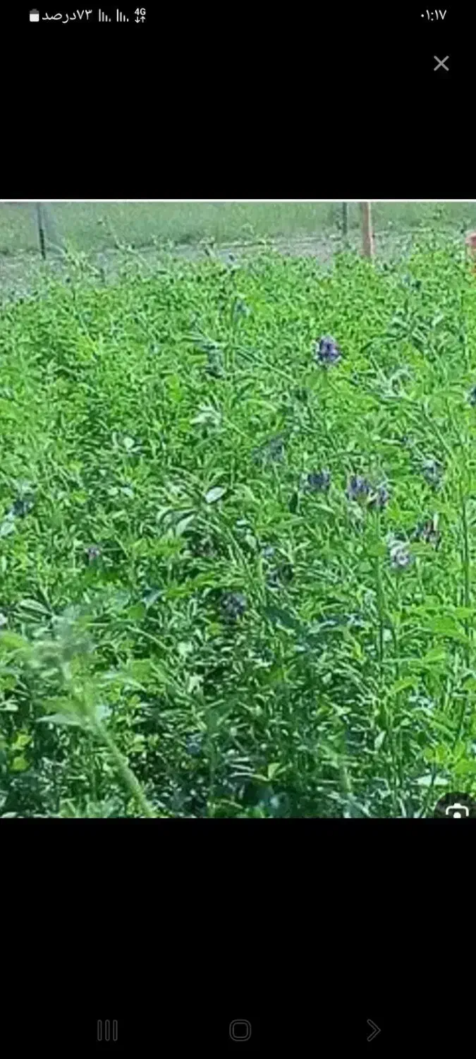 یونجه چین اول|ابزارآلات|الشتر, |دیوار