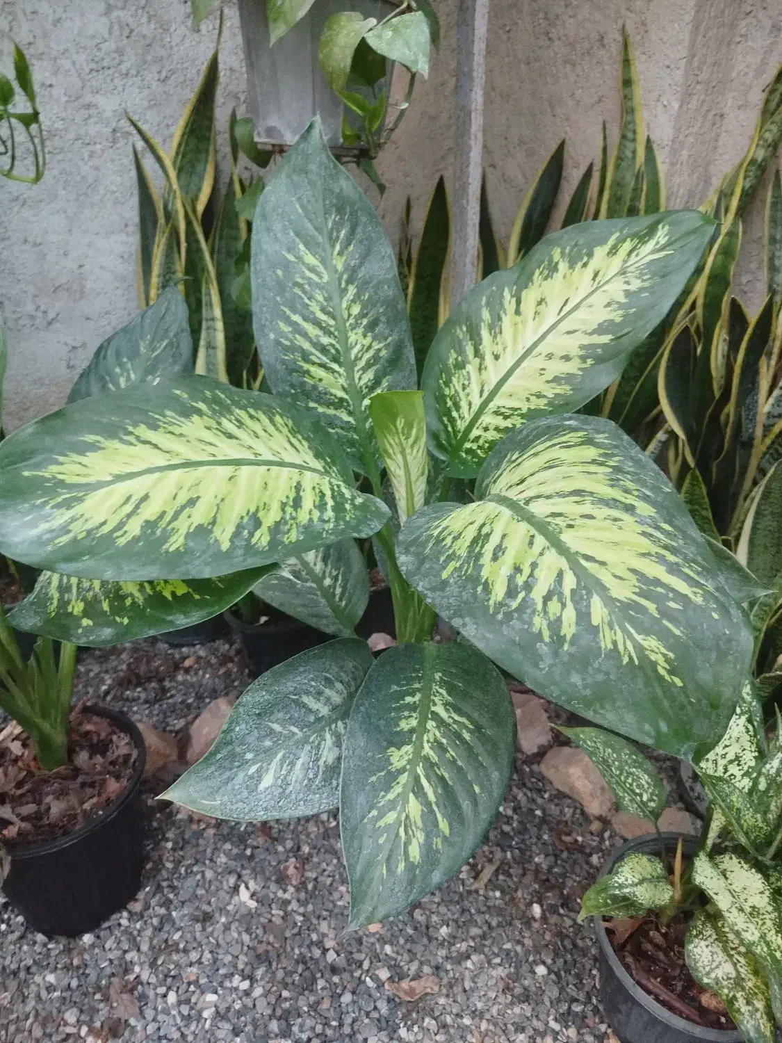 فروش ویژه کرواتی ابلق بصورت ریشه لخت وگلدانی|عمده‌فروشی|بهشهر, |دیوار