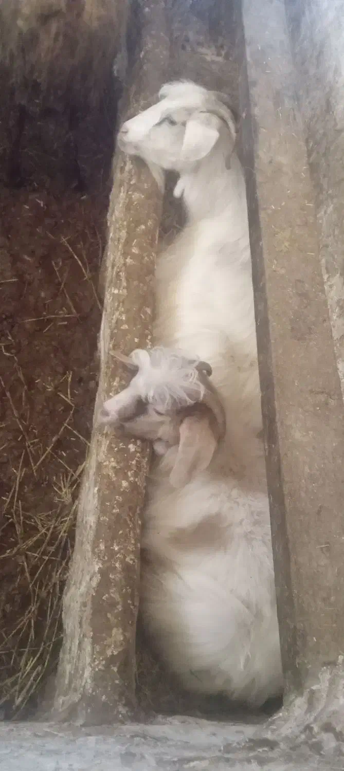 بز در حیوانات مزرعه|حیوانات مزرعه|نمین, |دیوار