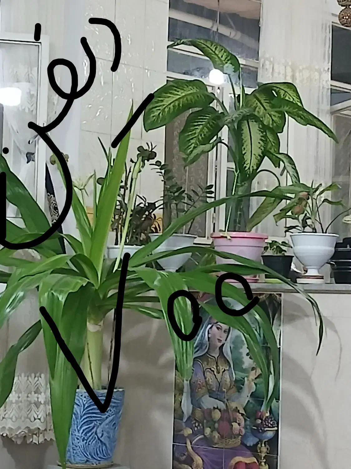 فروش گل در کلاته عرب|گل و گیاه طبیعی|عطاملک, |دیوار