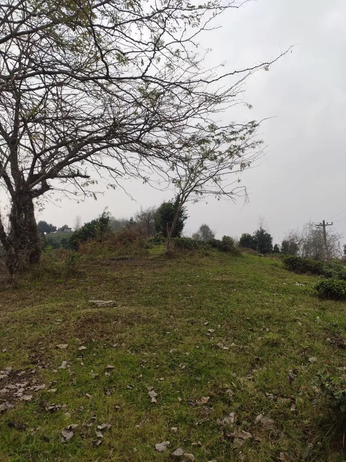 فروش باغ چای (منطقه املش)|فروش زمین و ملک کلنگی|املش, |دیوار