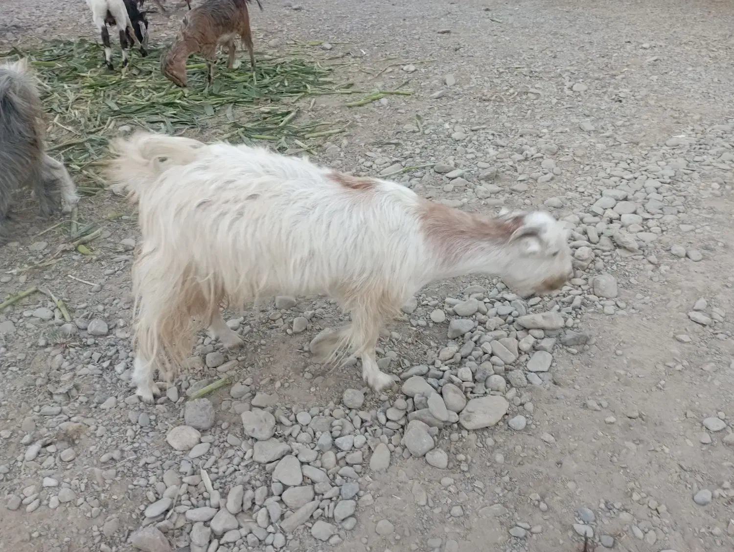 گوسفندفروشی|حیوانات مزرعه|ایرانشهر, |دیوار