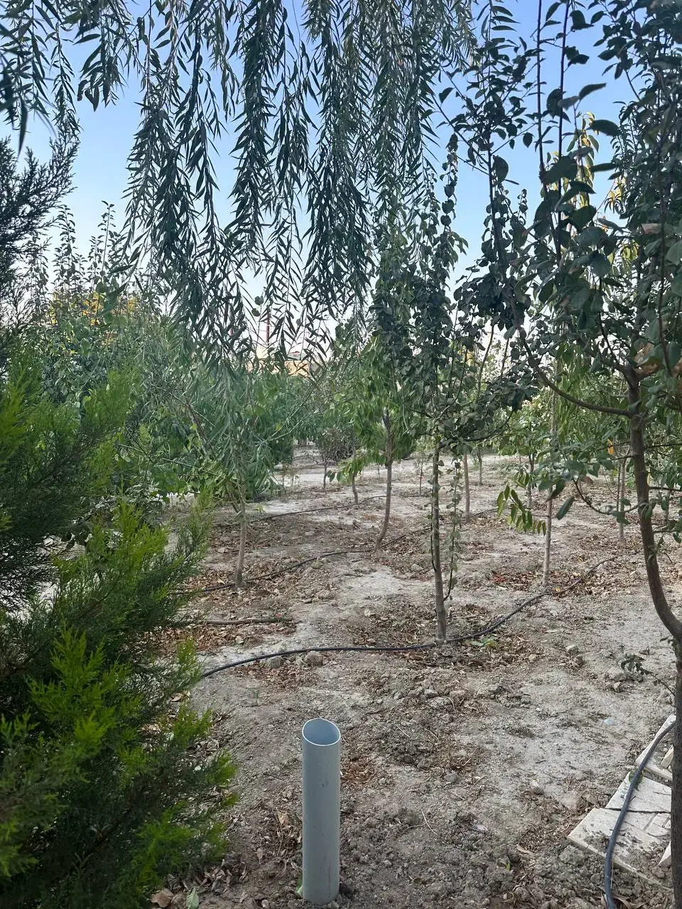 باغ ۹۰۰متری/سند۶دانگ/دونبش/منطقه ویلایی پدم|فروش خانه و ویلا|محمدشهر, همایون ویلا|دیوار