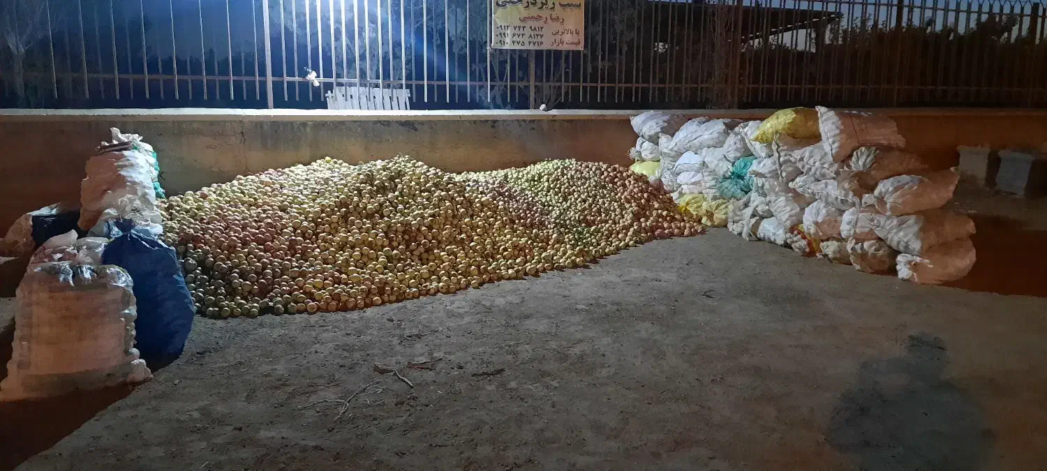 سیب زیر درختی|خدمات باغبانی و درختکاری|زنجان, |دیوار