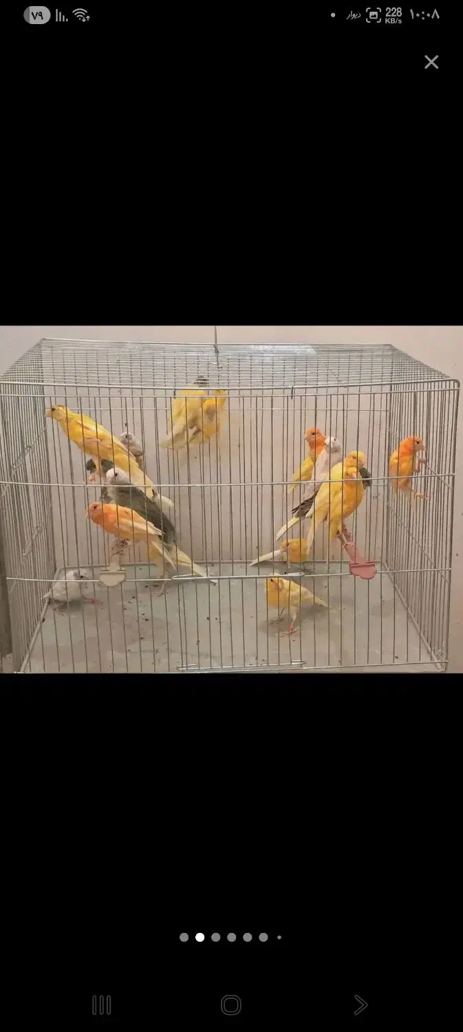 قناری|پرنده|تبریز, |دیوار