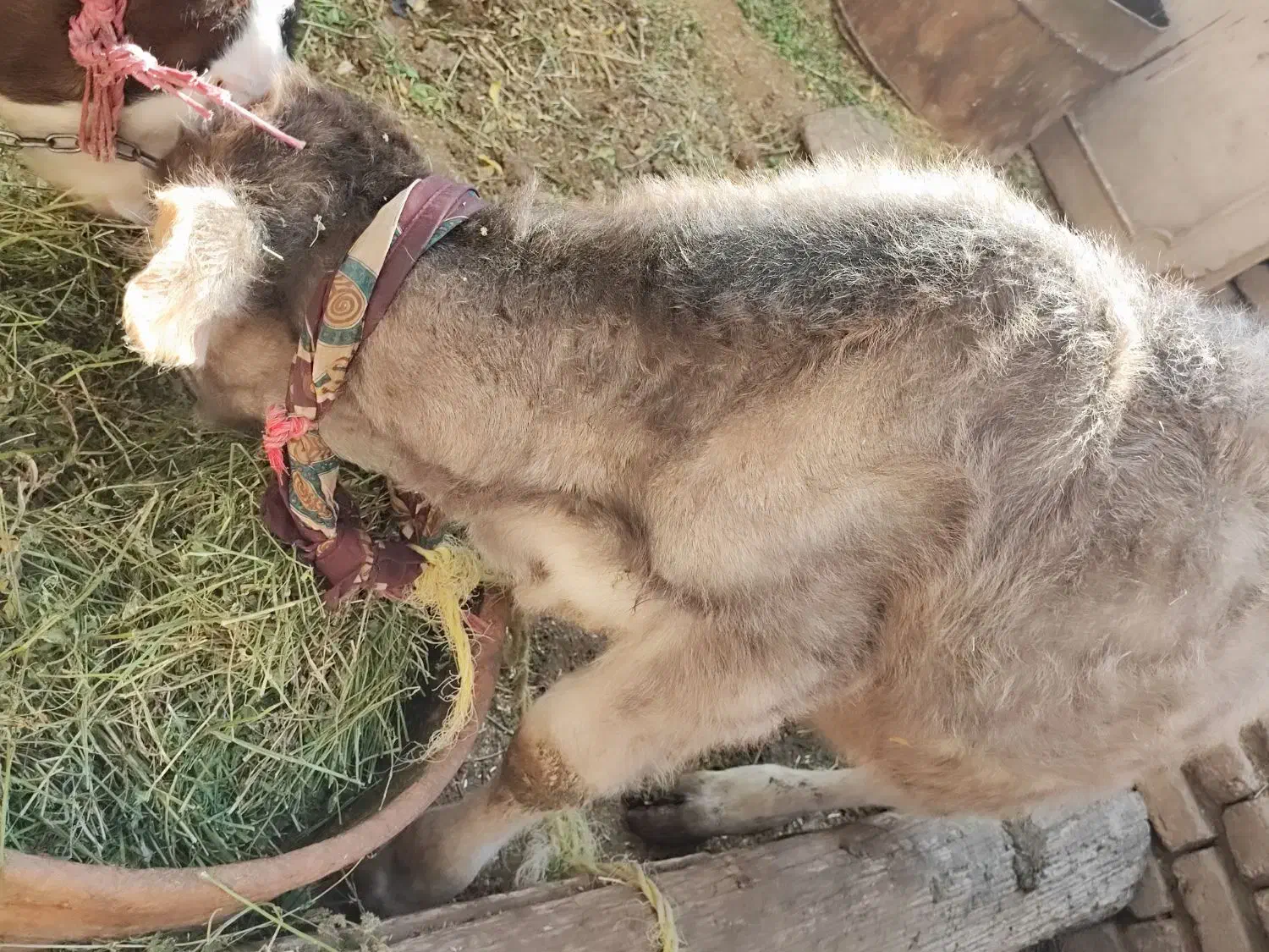 گوساله نر|حیوانات مزرعه|گلپایگان, |دیوار