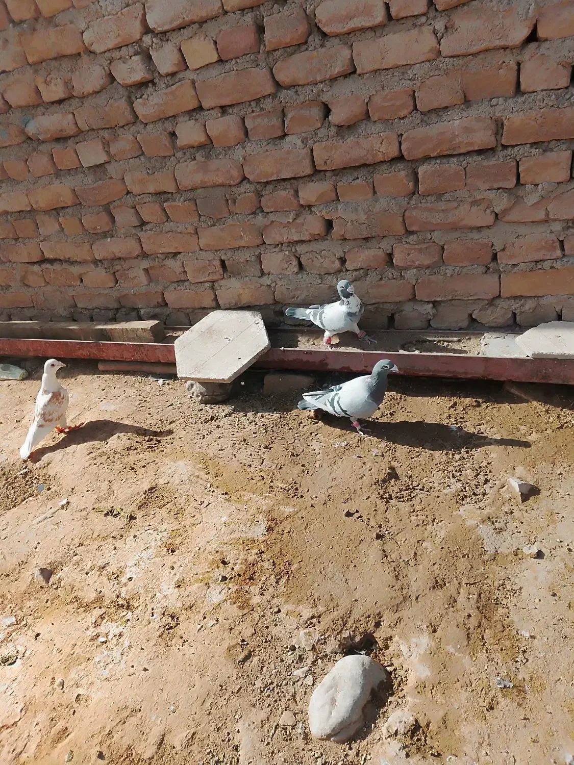 کفتر  آلمانی|پرنده|تایباد, |دیوار