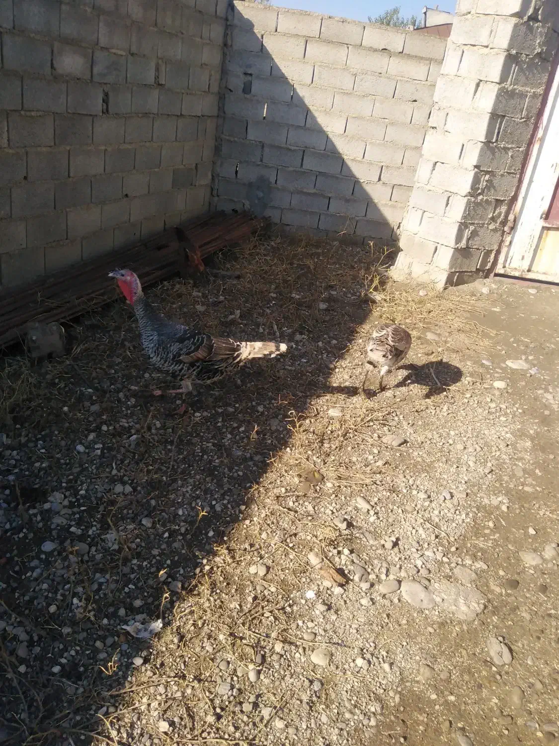 یک جفت بوقلمون ماده|حیوانات مزرعه|رامیان, |دیوار