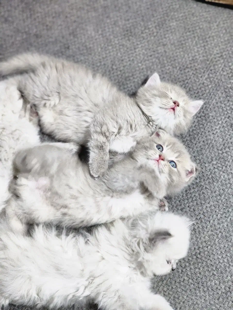 بچه گربه نژاد دار|گربه|قم, باجک دو|دیوار