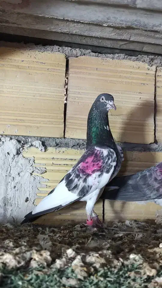 تیدی پرشی درجه یک|پرنده|چمران, |دیوار