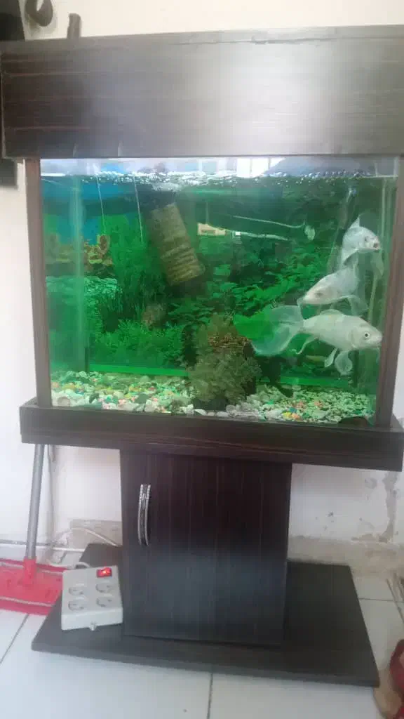 آکواریوم به همراه ماهی و لوازم و میز فوری فروشی|ماهی|تهران, اوقاف|دیوار