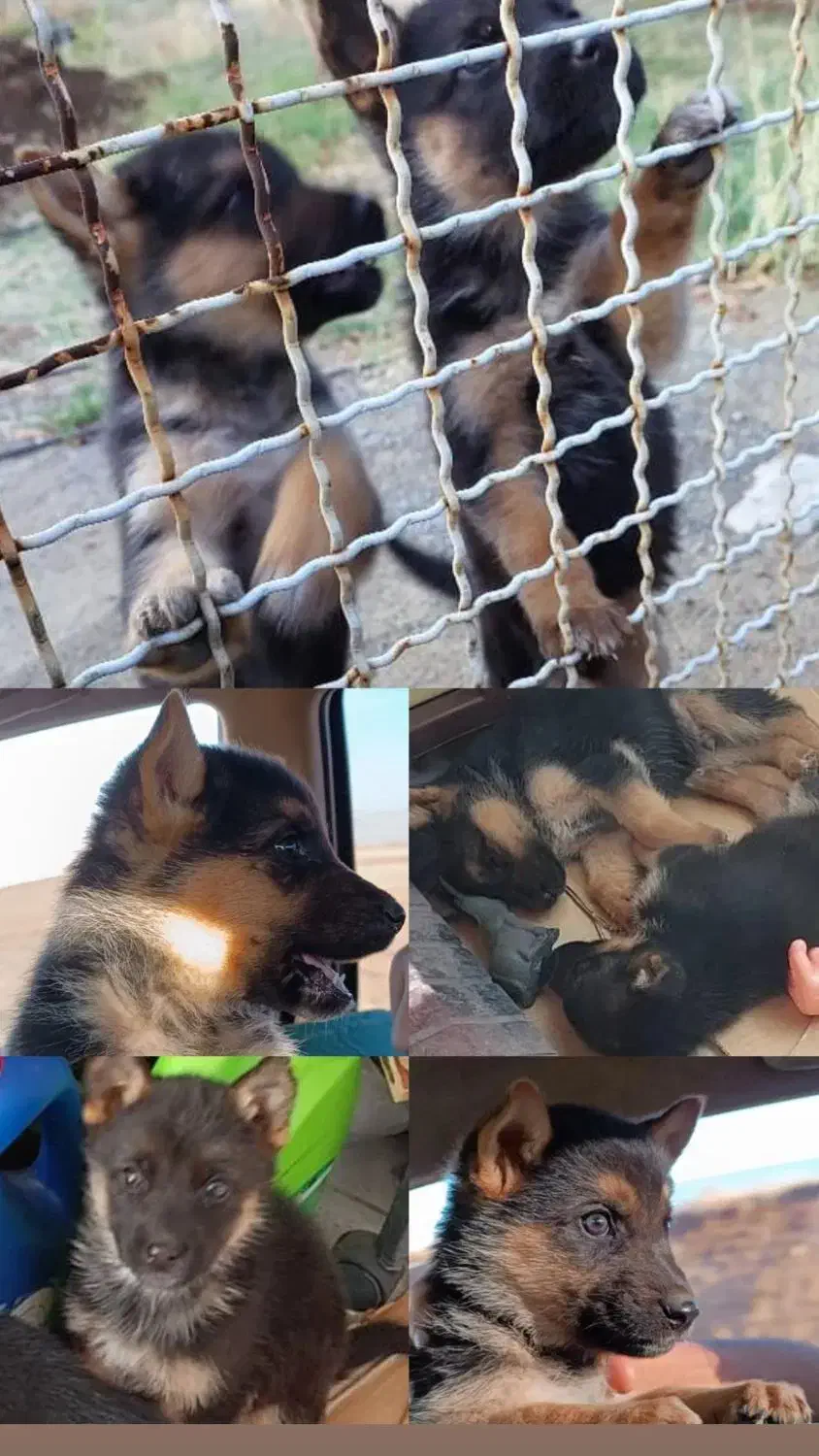 گمشده|حیوانات|اهر, |دیوار