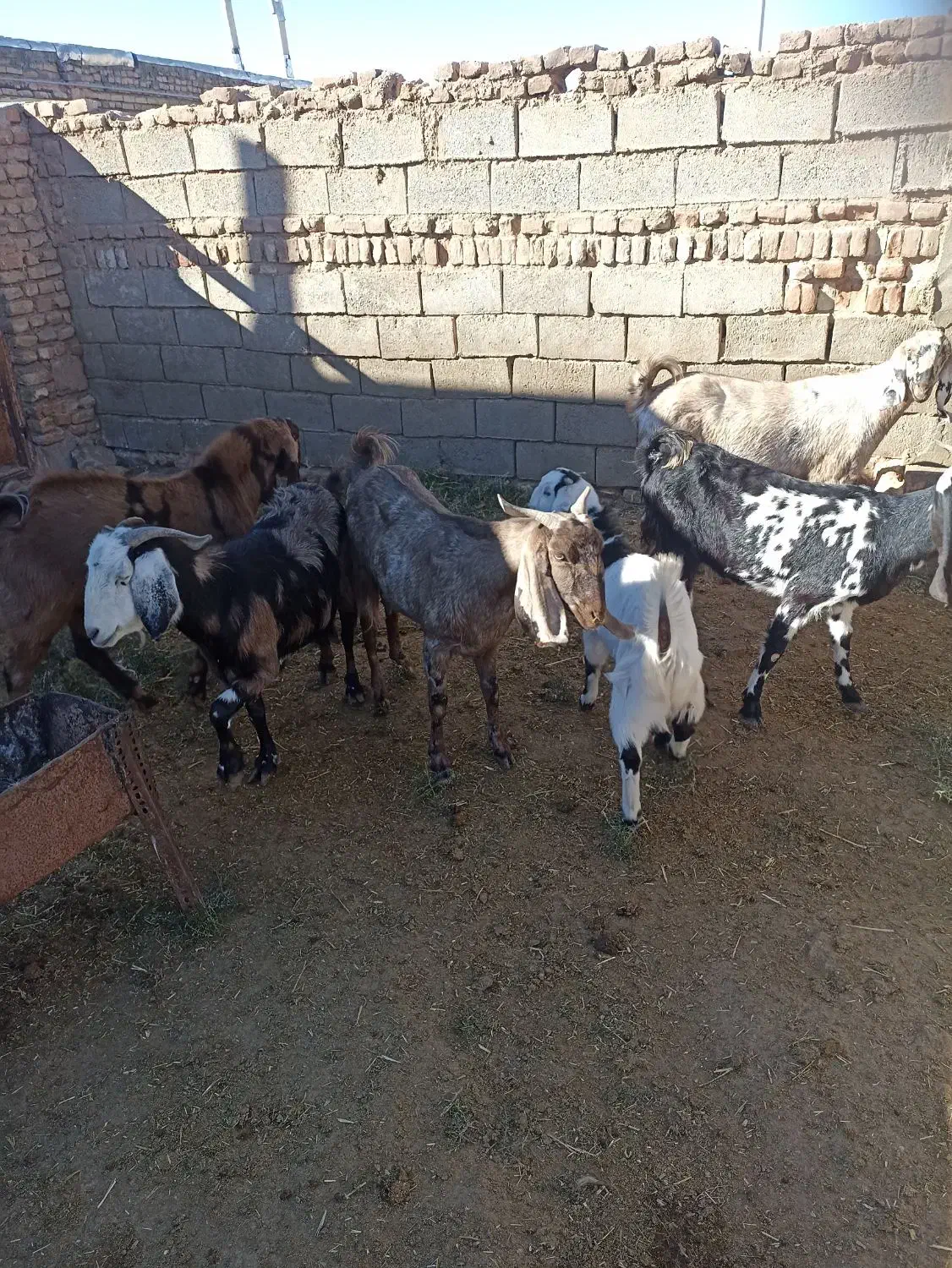 بز داشتی نژاد دار|حیوانات مزرعه|سبزوار, قصبه شرقی|دیوار