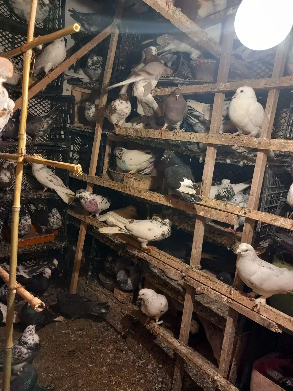 کبوتر پرشی|پرنده|چالوس, |دیوار