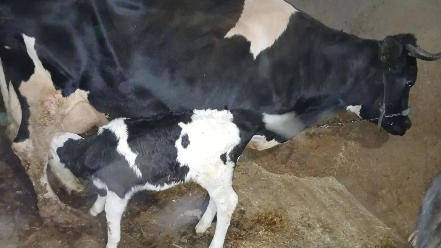 گاوه و گوساله|حیوانات مزرعه|دینور, |دیوار