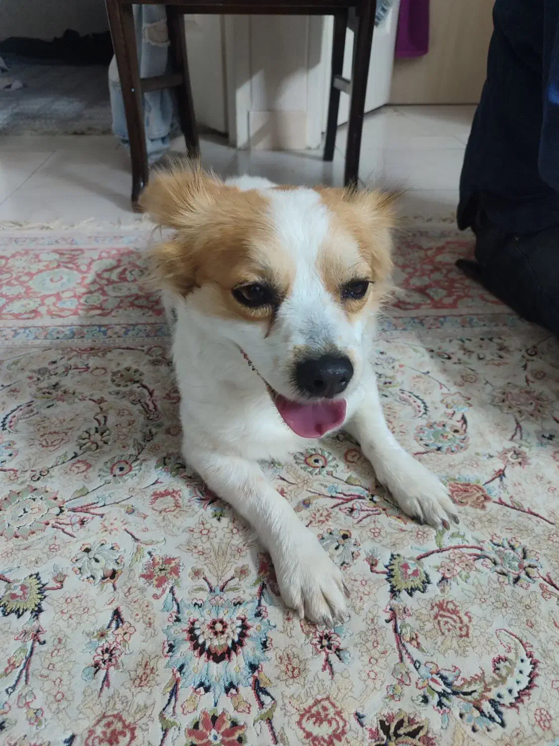 گمشده|حیوانات|فردیس, فردیس|دیوار