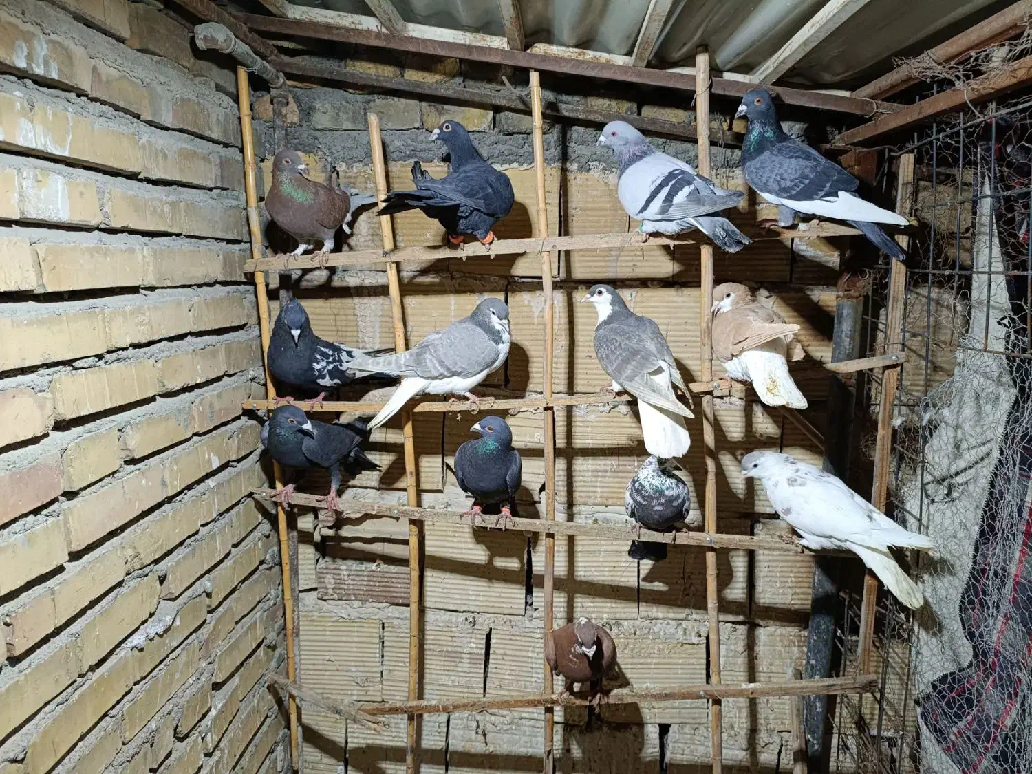 کفتر پرشی|پرنده|مشهد, سمزقند|دیوار