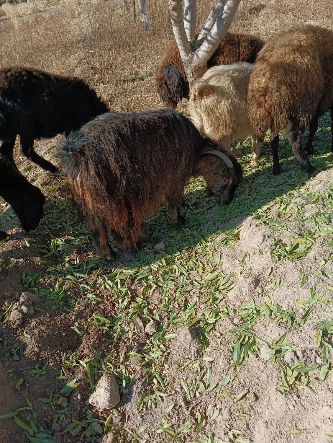 گوسفند بز|حیوانات مزرعه|باسمنج, |دیوار