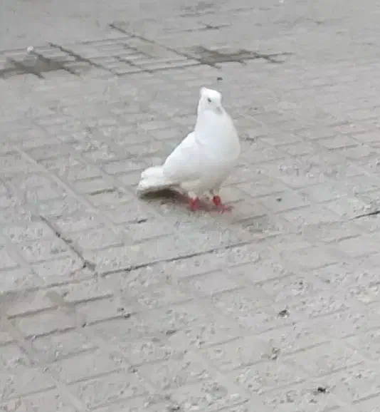 کبوتر گ م|حیوانات|پلدختر, |دیوار