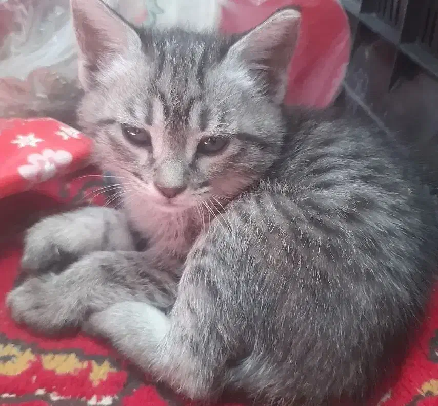 بچه گربه رایگان|گربه|زابل, |دیوار