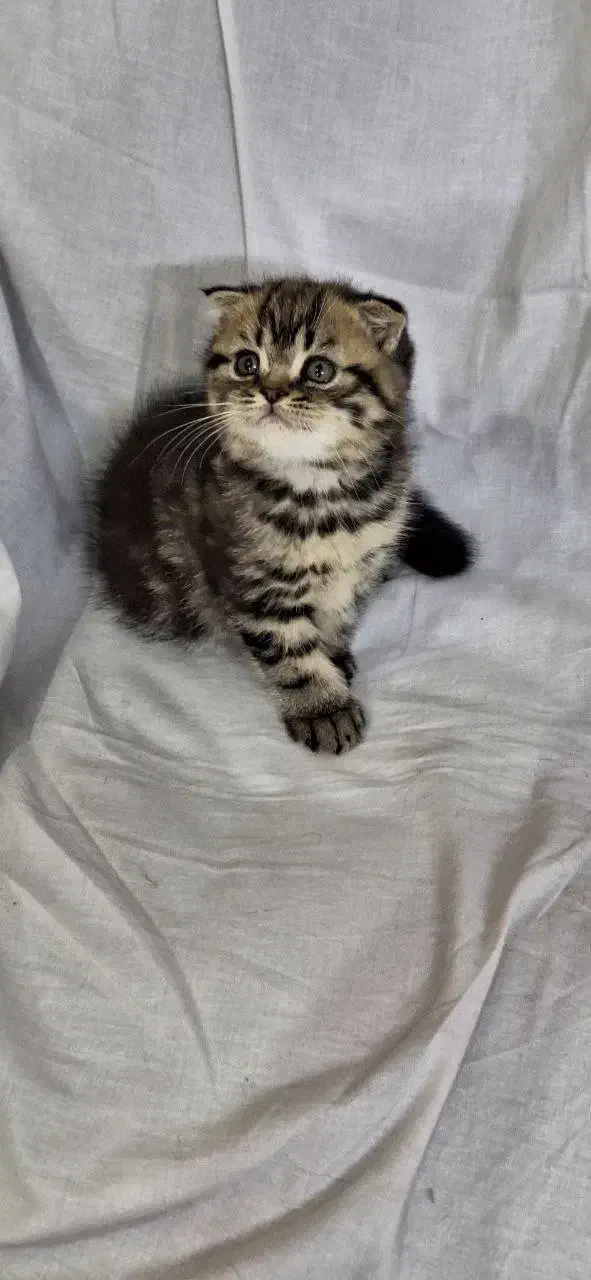 بچه گربه اسکاتیش|گربه|شهریار, شهریار|دیوار