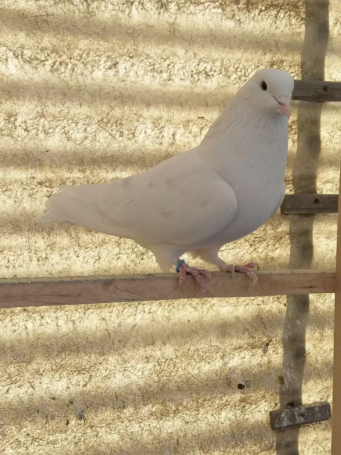 کفتر پرشی|پرنده|ری, دولت‌آباد|دیوار