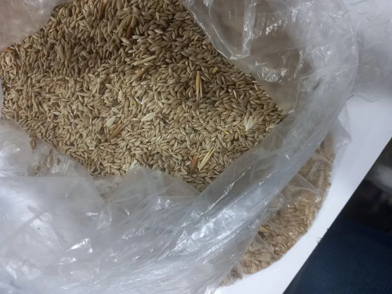 فروش بذر کتان|گل و گیاه طبیعی|گرمی, |دیوار