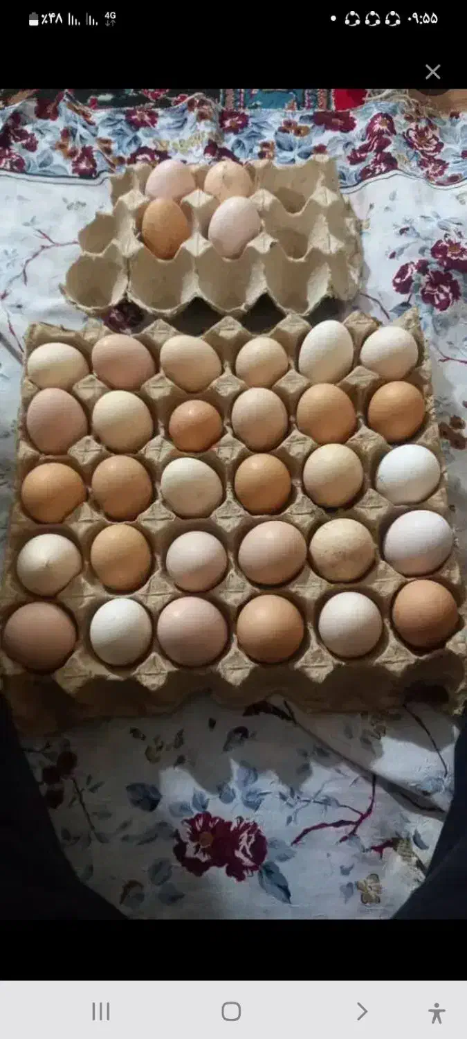 تخم مرغ|حیوانات مزرعه|رامیان, |دیوار