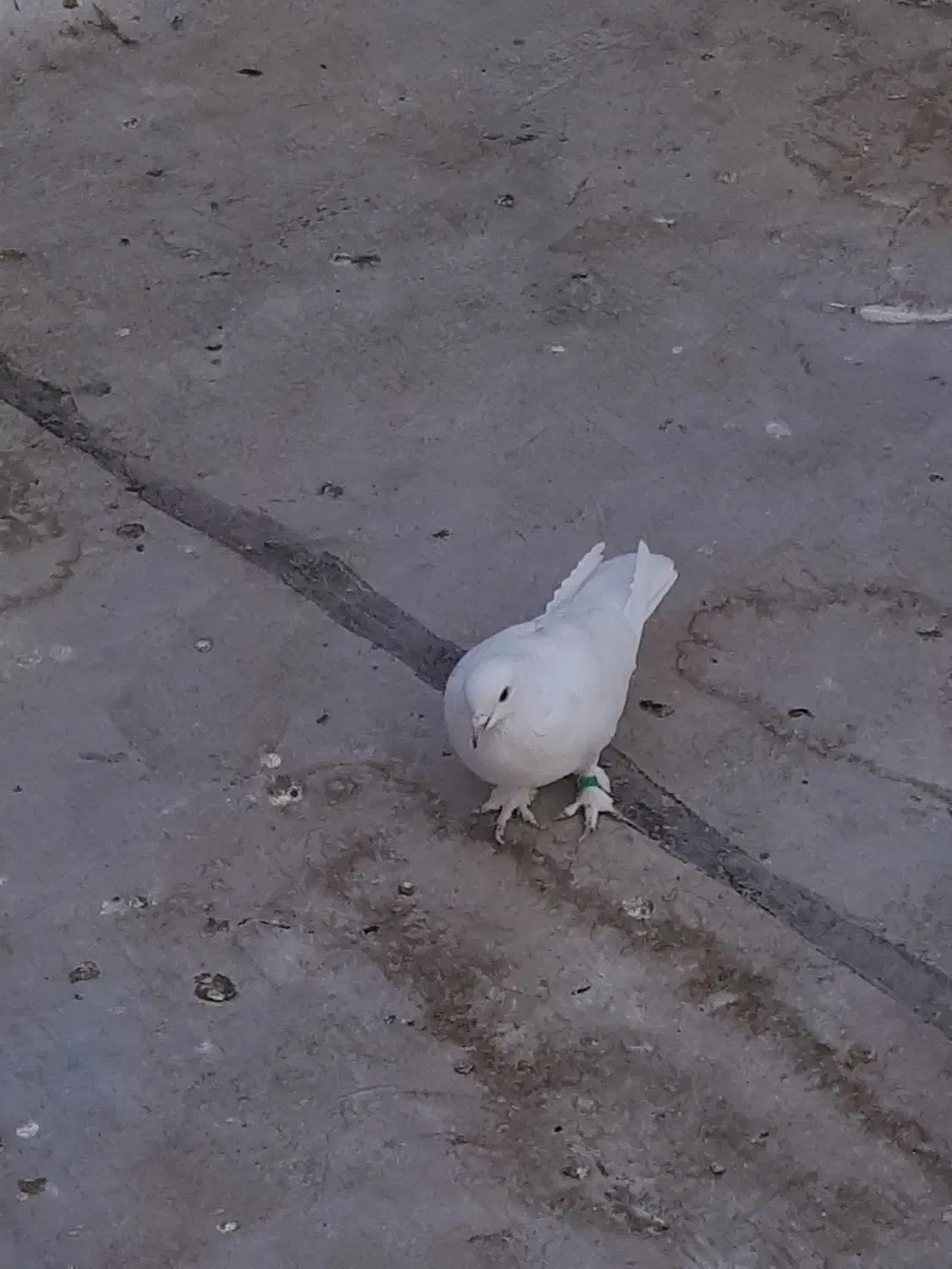 کفتر ماده ، پاپر پرشی..|پرنده|پاکدشت, پاکدشت (مامازند)|دیوار