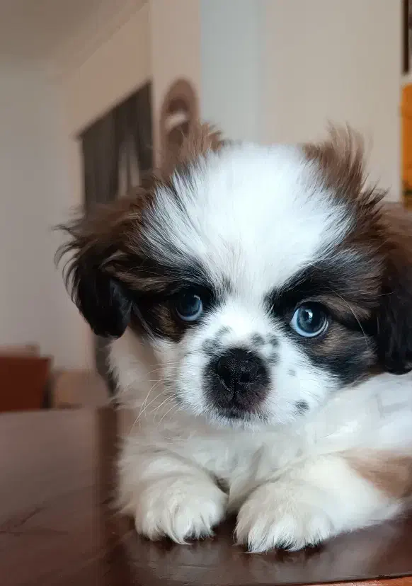 شیتزو سوپر فلت|سگ|تهران, جنتآباد جنوبی|دیوار