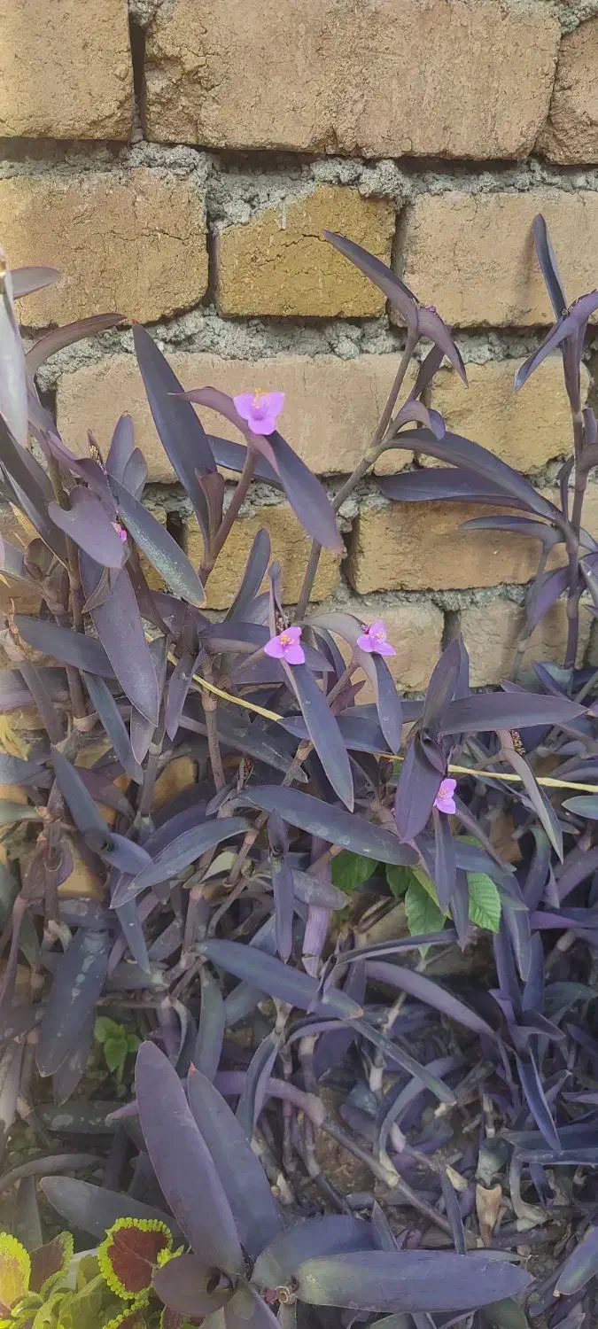 گل های زیبا|گل و گیاه طبیعی|دورود, |دیوار