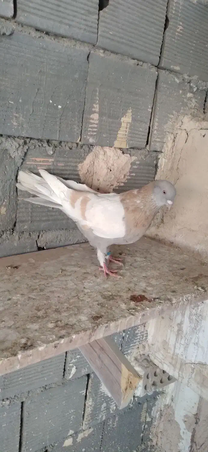 کبوتر اصفهانی|پرنده|شاهین‌شهر, گزبرخوار|دیوار