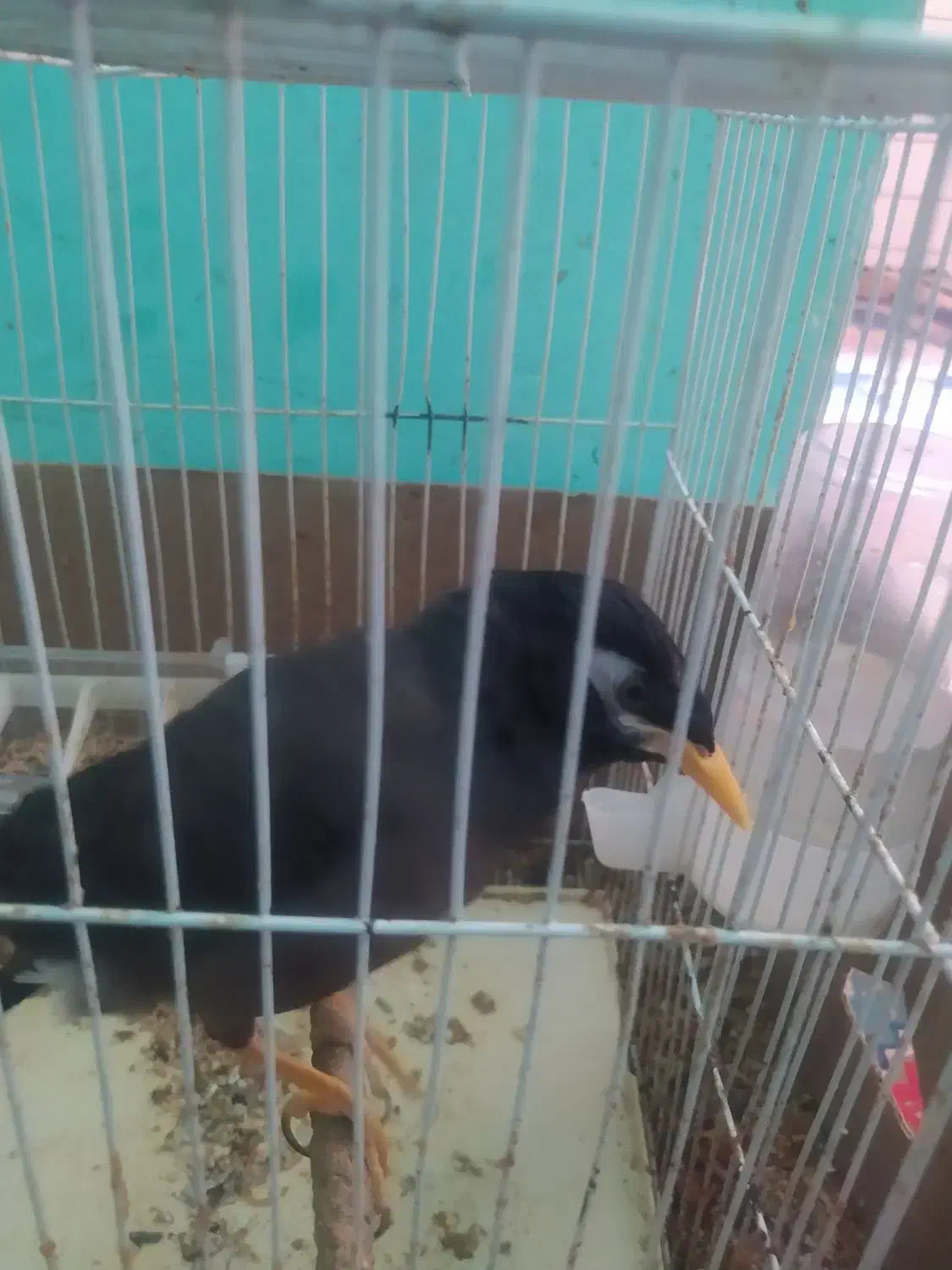 مرغ مینا اشتی|پرنده|لوداب, |دیوار