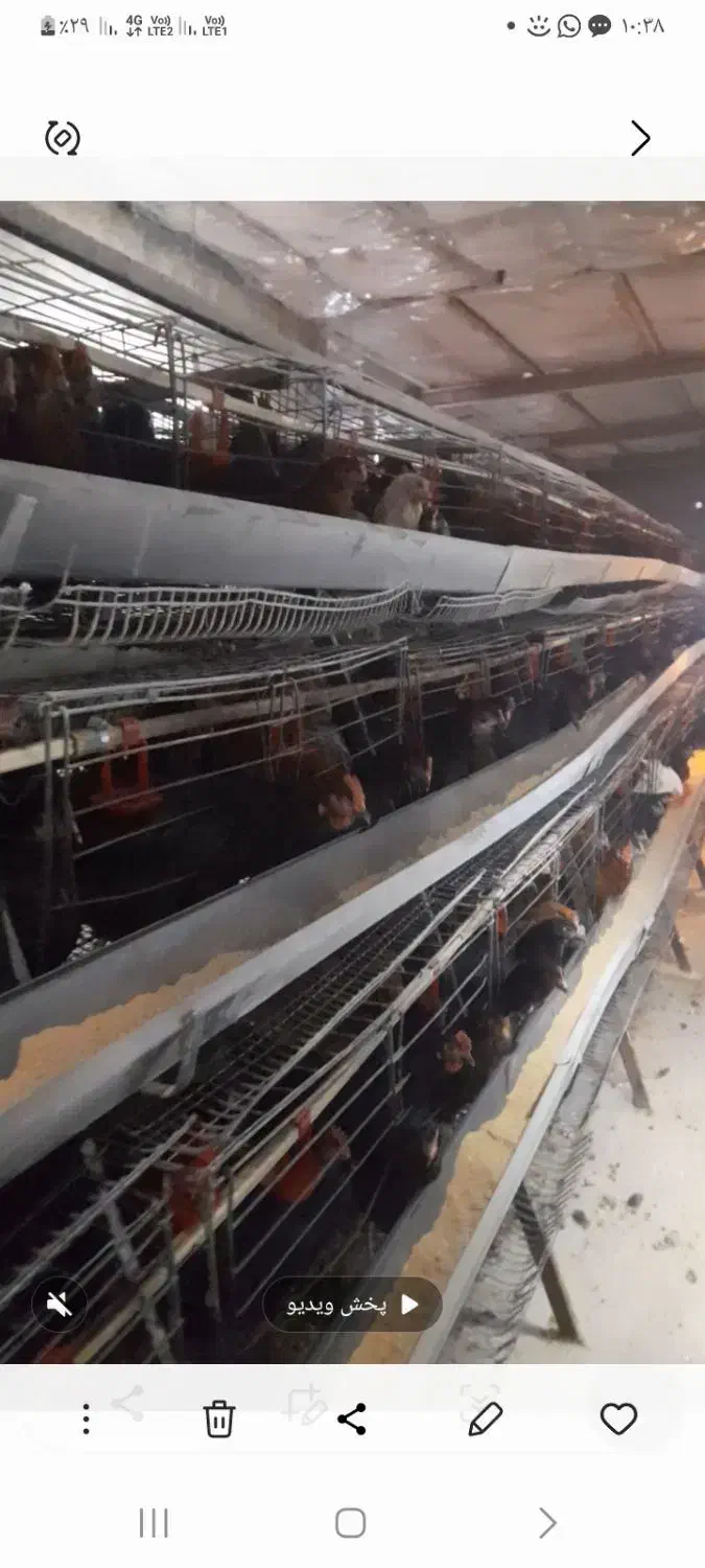 قفس تخم گذارمنبری|عمده‌فروشی|لامرد, |دیوار