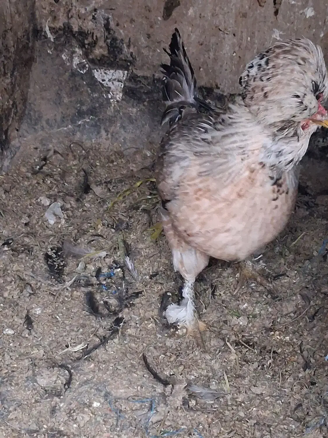 مرغ رسمی|حیوانات مزرعه|قم, گذر قلعه|دیوار