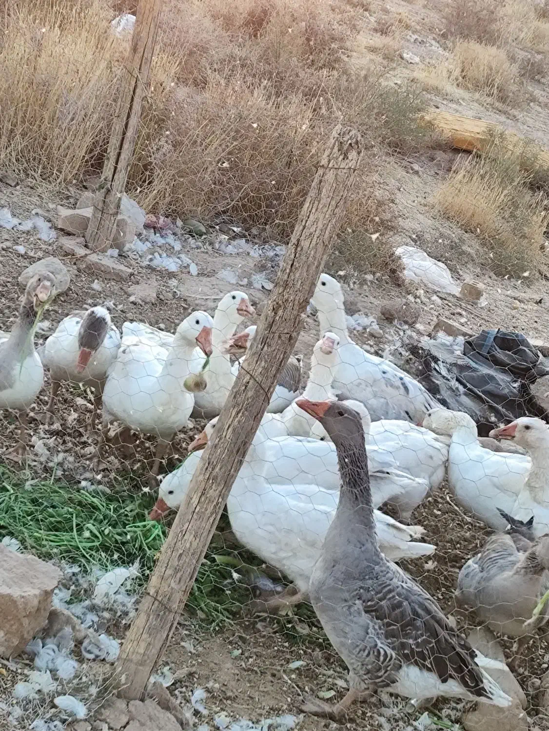 غاز جوان محلی|حیوانات مزرعه|شیراز, دودمان|دیوار