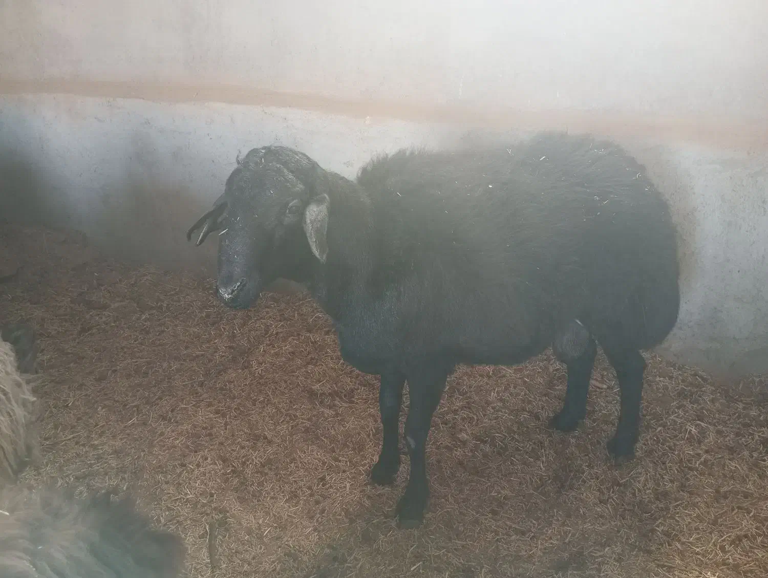 بره قوچ قره قزل|حیوانات مزرعه|یزد, |دیوار