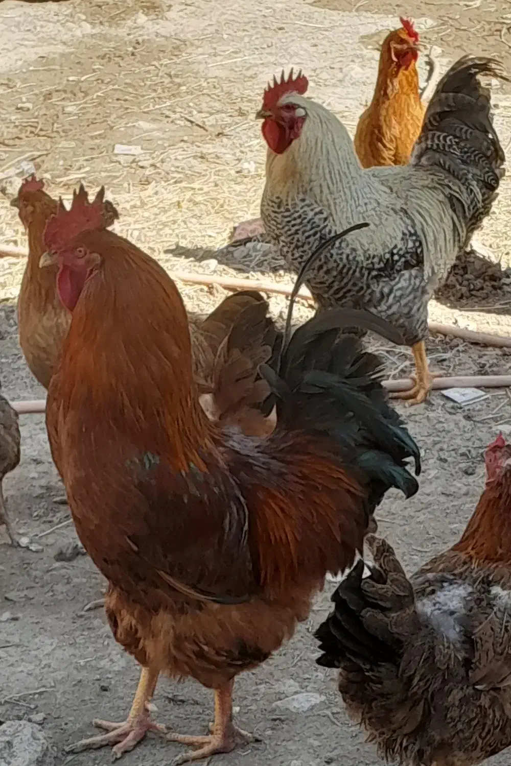 خروس|حیوانات مزرعه|مشگین شهر, |دیوار