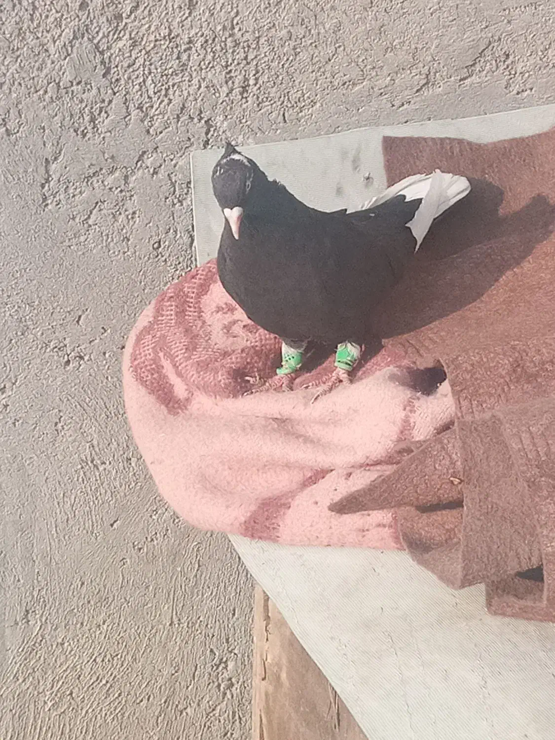 قاراسیاه ماده کاکلی|پرنده|محمدیه-قزوین, |دیوار