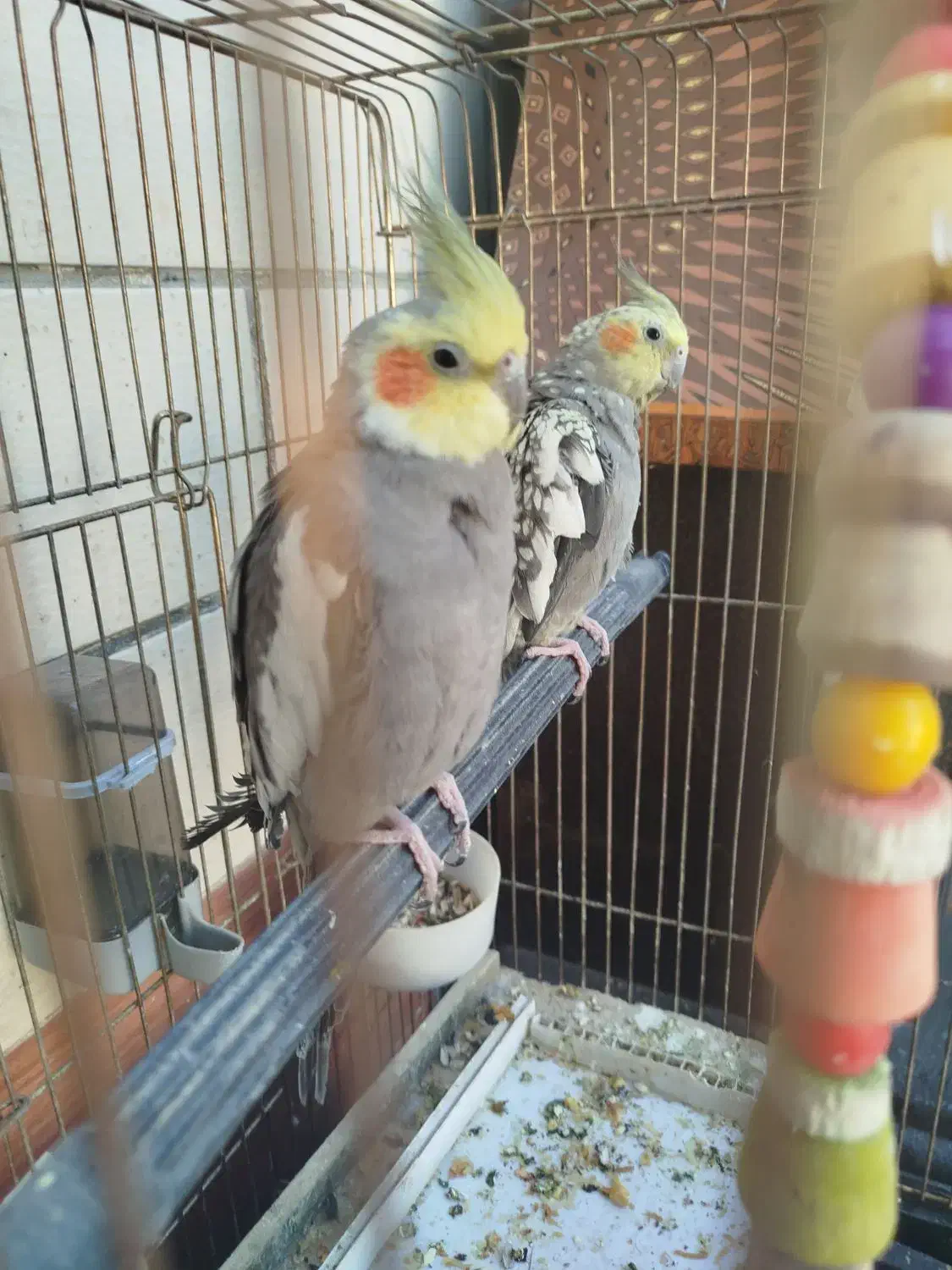 ی جفت عروس هلندی تخم گذار قیمت توافقی|پرنده|بهبهان, |دیوار