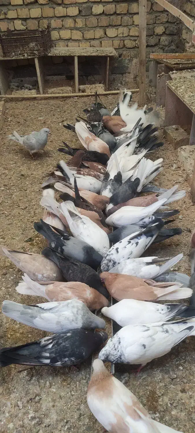 پرنده|پرنده|اصفهان, خیادان|دیوار